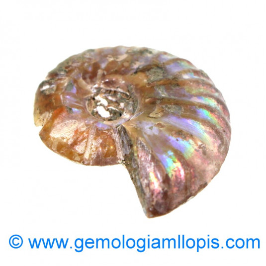 Nautilus fosilizado