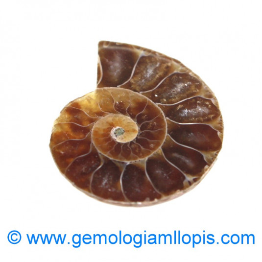 Nautilus fosilizado