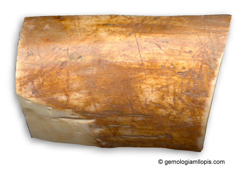 Corte longitudinal del exterior de un colmillo de mamut, 9,50x6,30x1,50 cm, peso 100 g.