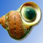 Gasterópodos y gemas